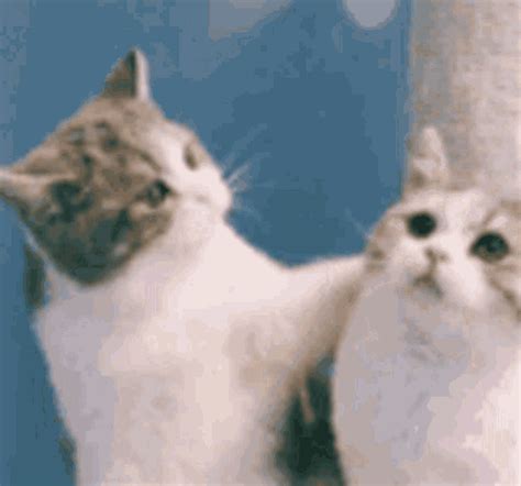 cat playing gif|moving cat wallpaper gif.